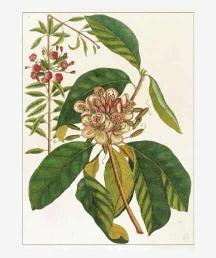 Affiche «Fleur» - 30 x 40 cm