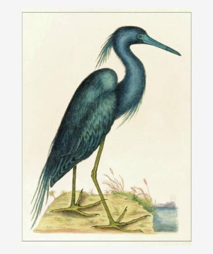 Affiche «Oiseau bleu» - 30 x 40 cm