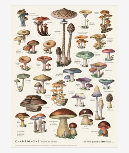 Affiche «Champignons» – 30 x 40 cm