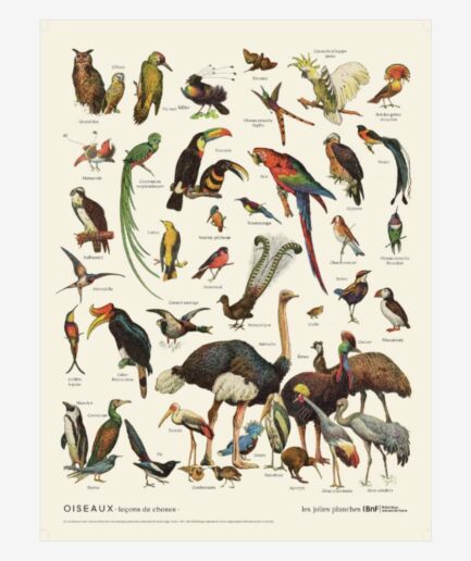 Affiche «Oiseaux» – 30 x 40 cm