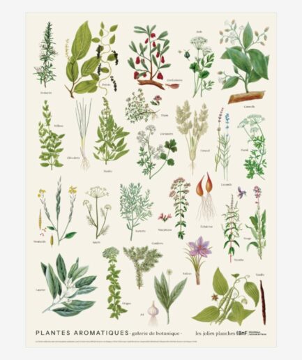 Affiche «Plantes aromatiques» – 30 x 40 cm