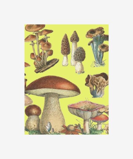 Petit carnet «Champignons»